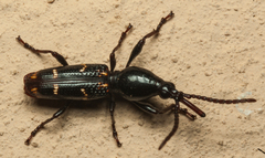Orfilaia vulsellata