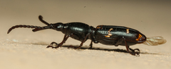 Orfilaia vulsellata