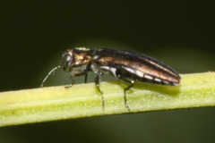 Agrilus egenus