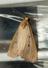 Mimasura tripunctoides