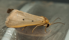 Mimasura tripunctoides