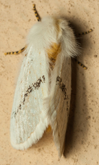 Phiala