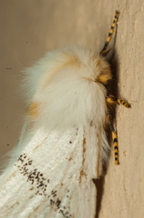 Phiala