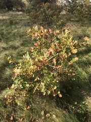 Quercus robur