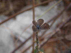 Hemiargus hanno