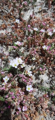 Frankeniaceae
