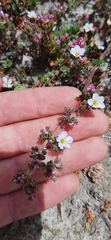 Frankeniaceae
