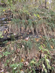 Carex biltmoreana