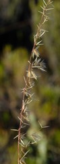 Ehrharta thunbergii