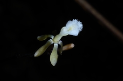 Lecanorchis multiflora