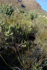 Ehrharta thunbergii