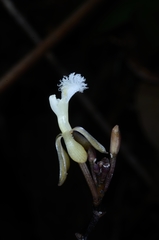 Lecanorchis multiflora