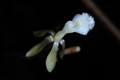 Lecanorchis multiflora
