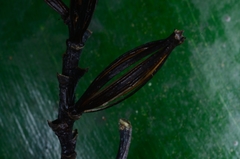 Lecanorchis multiflora