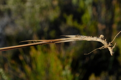Ehrharta thunbergii