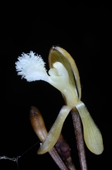 Lecanorchis multiflora