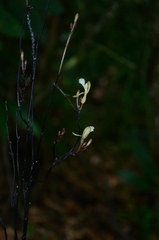 Lecanorchis multiflora