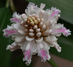 Alpinia oxyphylla