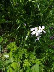 Raphanus sativus raphanistroides