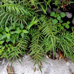 Pteris vittata