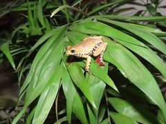 Hyperolius marginatus