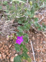 Commicarpus pentandrus