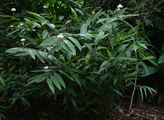 Alpinia oxyphylla