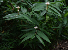 Alpinia oxyphylla