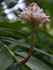 Alpinia oxyphylla