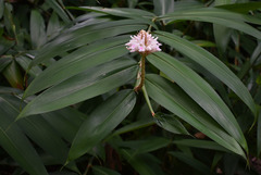 Alpinia oxyphylla