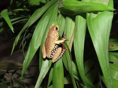 Hyperolius marginatus