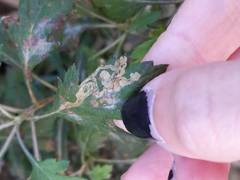 Liriomyza ptarmicae