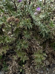Cirsium pugnax
