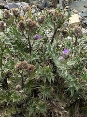 Cirsium pugnax