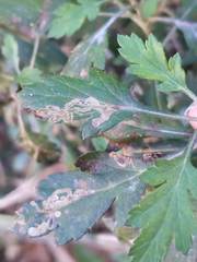 Liriomyza ptarmicae