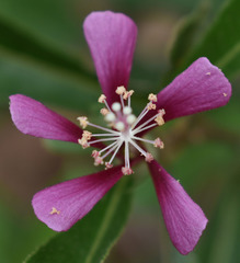 Hibiscus propulsator