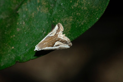 Rivula curvifera