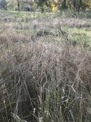 Poaceae