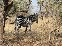 Equus quagga crawshayi