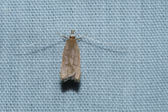 Lecitholaxa thiodora