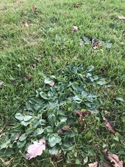 Bellis perennis