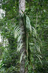 Freycinetia backeri