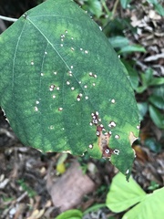 Aphthona strigosa