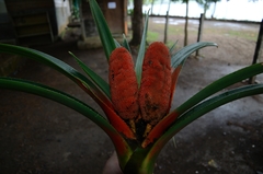 Freycinetia backeri