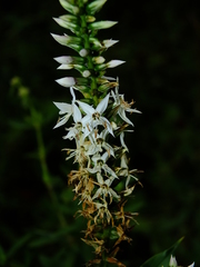 Coutoubea spicata