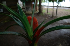 Freycinetia backeri