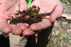 Plethodon yonahlossee