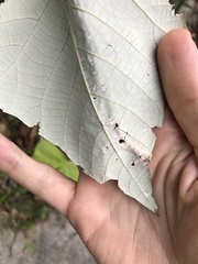 Aphthona strigosa