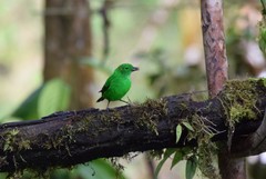 Chlorochrysa phoenicotis