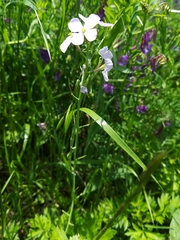 Raphanus sativus raphanistroides